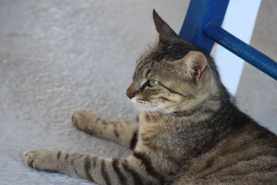 Close-up of a cat resting