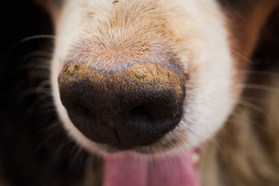 Close-up of a dog