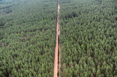 High angle view of pine trees in field