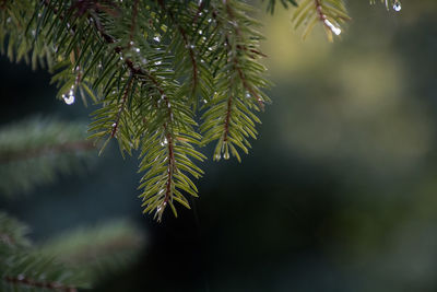 Close-up of leaves of pine tree