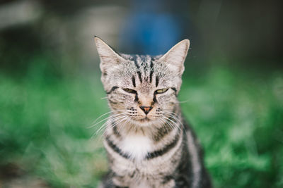 Close-up portrait of tabby cat outdoors