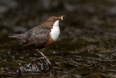 Close-up of bird perching on rock at stream