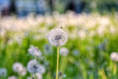 Close-up of dandelion flower on field