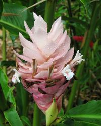 Close-up of pink flowers