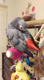 Close-up of parrot perching on stuffed toy at home
