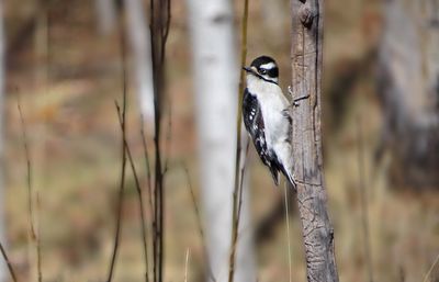 Close-up of bird perching outdoors