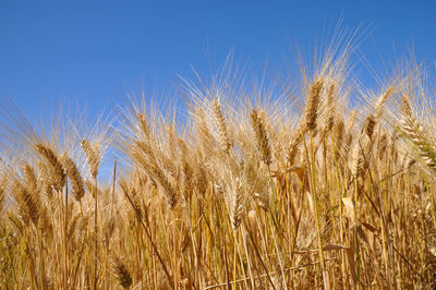 Close-up of wheat field against blue sky