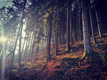 Sunlight streaming through trees in forest