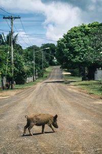 Side view of wild boar walking on road