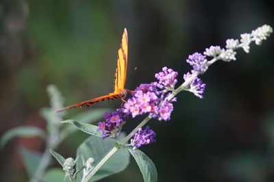 Close-up of purple flowers