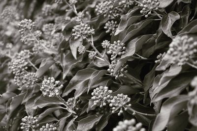 Full frame shot of fresh white flowers