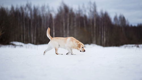 White dog on snow covered land