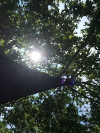 Low angle view of trees