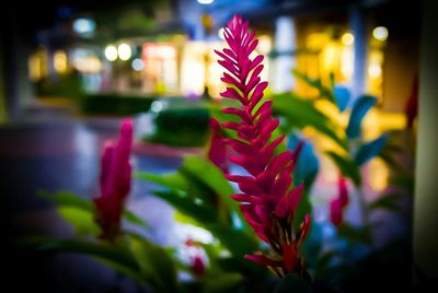 Close-up of red flowers at night