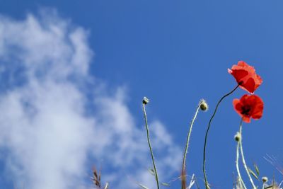 Low angle view of red flowering plants against blue sky