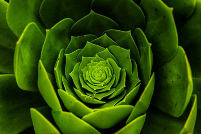 Close-up of succulent plant