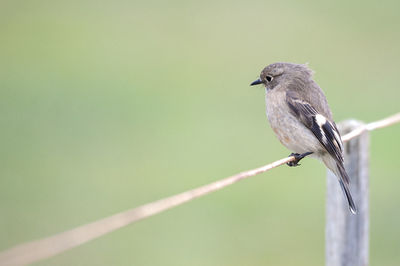 Close-up of bird perching on metal wire