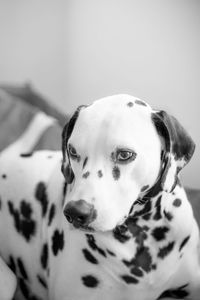 Close-up of dalmatian dog
