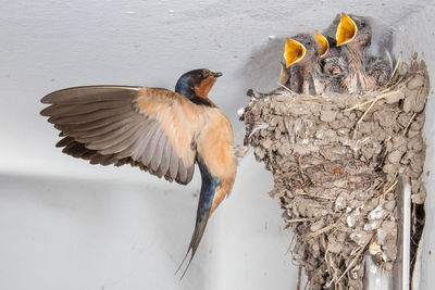 Close-up of bird flying