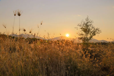 Close-up of plants growing on field against sky at sunset