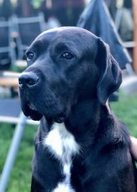 Close-up of a dog looking away