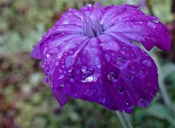 Close-up of water drops on pink flower