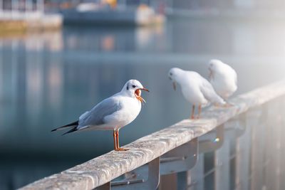 Seagulls in the seaport