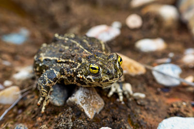 Close-up of frog on rock