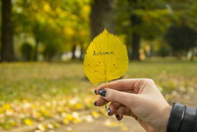 Cropped image of hand holding yellow butterfly