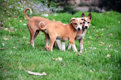 Portrait of a dog on field