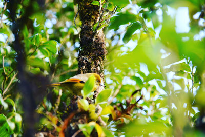 Low angle view of bird perching on branch