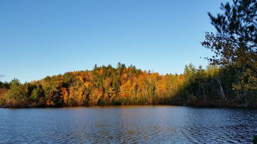 Scenic view of lake in forest against clear sky