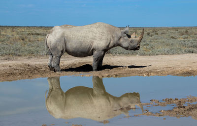 Rhinoceros on shore against clear sky