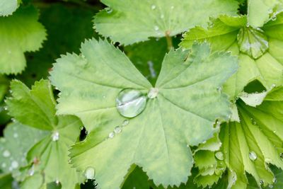 Close-up of wet plant