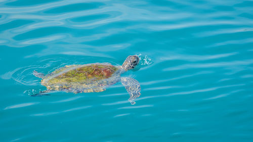 High angle view of turtle swimming in sea