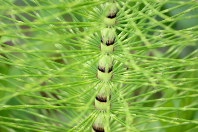 Full frame shot of flowering plant