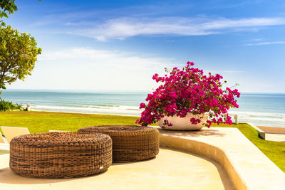 Pink flowering plant by sea against sky