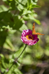 Close-up of butterfly pollinating on pink flower