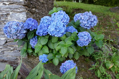 Close-up of purple hydrangea flowers