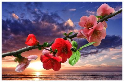 Close-up of pink flowers against sky