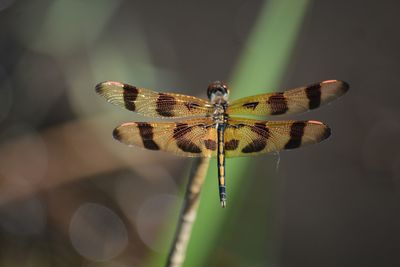 Close-up of golden dragonfly, halloween pennant, celithemis eponina