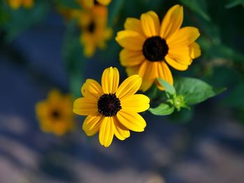 Close-up of yellow daisy