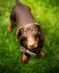 Close-up portrait of dog on field