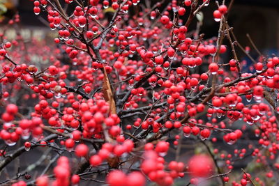 Close-up of berries on tree