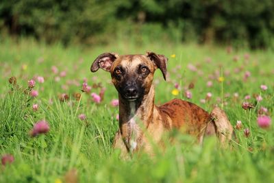 Portrait of dog on field