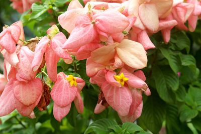 Close-up of pink flowering plant