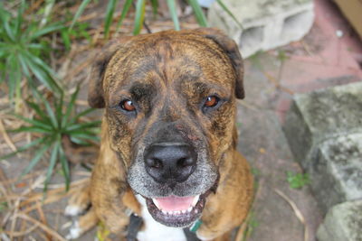 High angle portrait of boxer