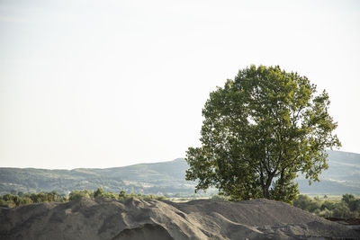 Tree on mountain against clear sky