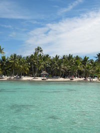 Palm trees by sea