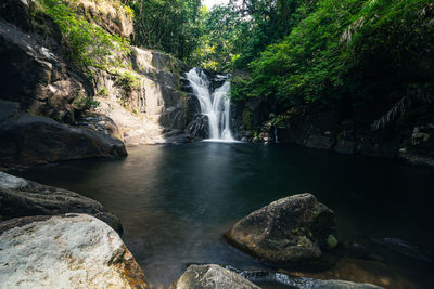 Scenic view of waterfall in forest